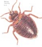 bedbug_thumb_1_manhattan_exterminator