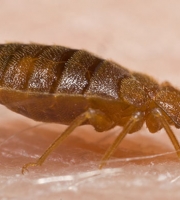 large-pic-bedbug