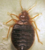 large-scan-bed-bug