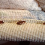 Sanitation And Bed Bugs