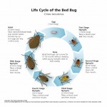 The Life Cycle Of The Bed Bug