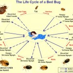 Bed Bug Preparation Pre Treatment Guide