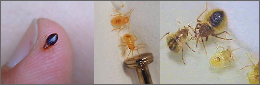 Professiona pest control experts destroy bed bugs in Metro Detroit